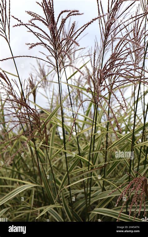 Miscanthus Sinensis ‘variegatus Variegated Eulalia Chinese Silver Grass Purple Flower