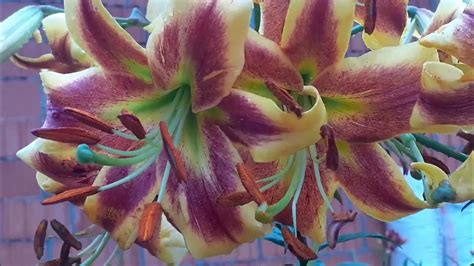 лилия РОБЕРТ СУОНСОН от-гибрид - YouTube