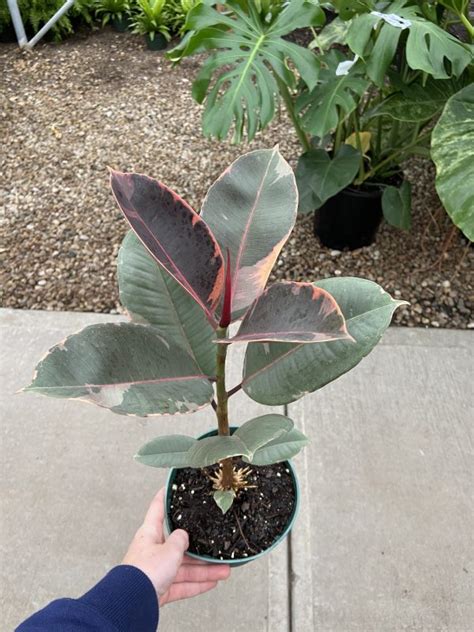 6 Ficus Tineke 1ppp Tri State Foliage In House Availability