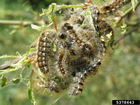 Browntail Moth Euproctis Chrysorrhoea Lepidoptera Erebidae 5378643