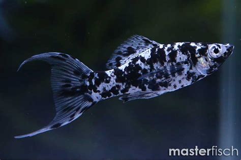 Dalmatian Lyretail Molly Poecilia Sphenops Masterfisch