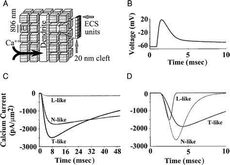 Computational strategy: extracellular space model and experimental... | Download Scientific Diagram