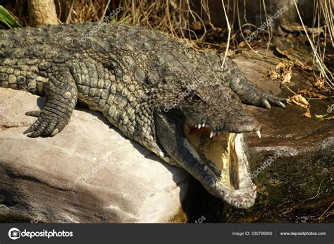 Crocodile Alligator Carnivore Animal Stock Photo By ©panthermediaseller