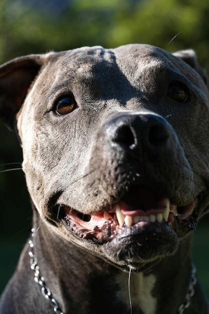 Cachorro Pit Bull De Nariz Azul Brincando No Campo Verde Gramado Dia