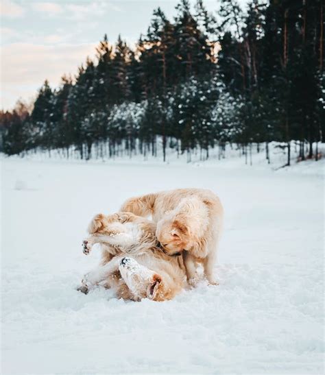 Dogs Playing in Snow · Free Stock Photo