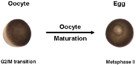 Xenopus Oocytes Maturation Download Scientific Diagram