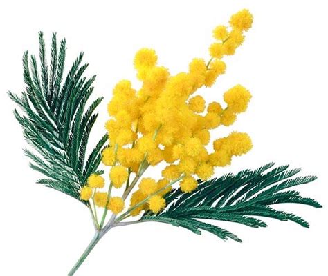 Мимоза Easter Prints, Pottery Crafts, Plant Photography, Spring Home ...