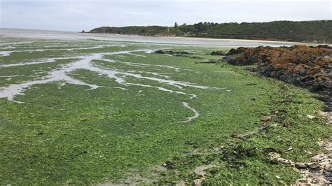 Algues vertes une prolifération atypique dans la baie de Saint Brieuc