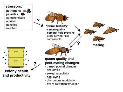 Queen Honey Bee Life Cycle