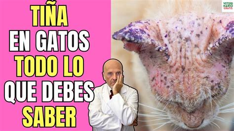 Ti A Hongos En Gatos Tratamiento Remedios Caseros Causas