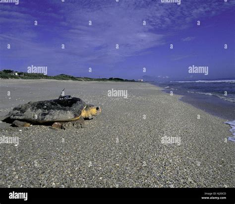 loggerhead sea turtle  stock photo alamy