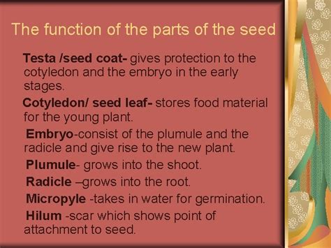 Parts Of A Bean Seed And Their Functions