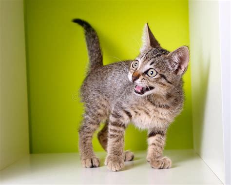 Kitten meowing stock image. Image of horizontal, hissing - 33800061