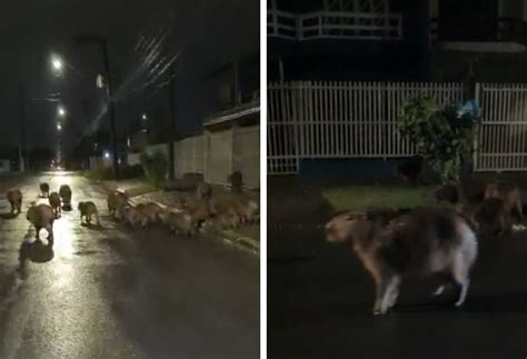 V Deo Capivaras S O Flagradas Caminhando Relaxadas Em Rua De Joinville