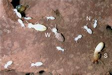 Durian Info Termites Control In Fruit Orchards