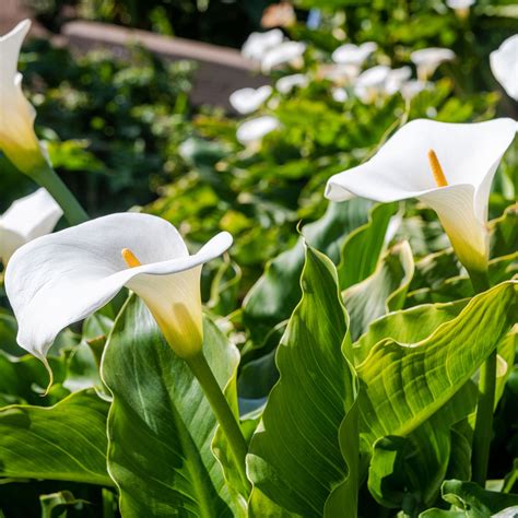 When to plant Calla Lily bulbs - Experts urge…