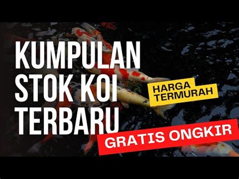 Bibit Koi Grade A Gratis Ongkir Youtube