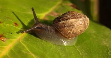 How Do Snails Reproduce Learn About Nature