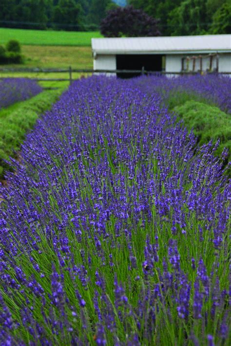 Choosing Lavender Plants - Lavender Varieties | HGTV