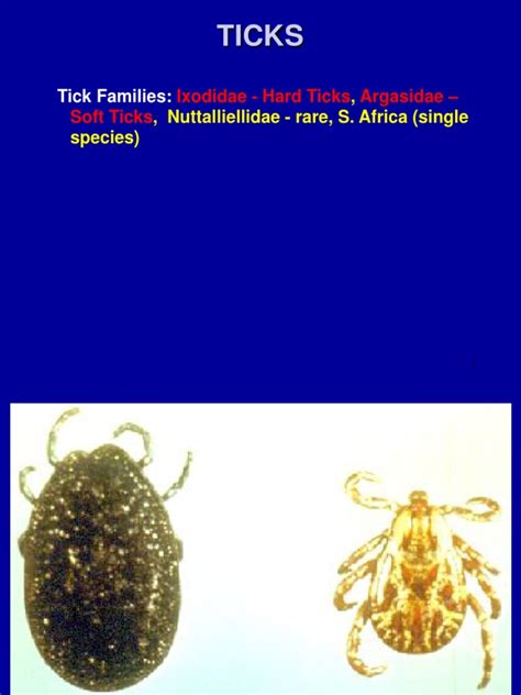 Ticks and Mites | PDF | Medical Specialties | Diseases And Disorders