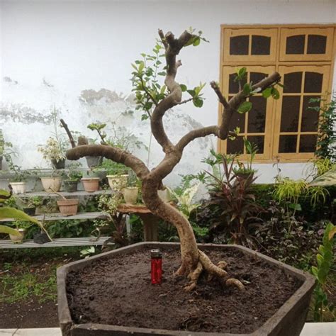 Jual Bonsai Sianci Sesuai Foto Shopee Indonesia