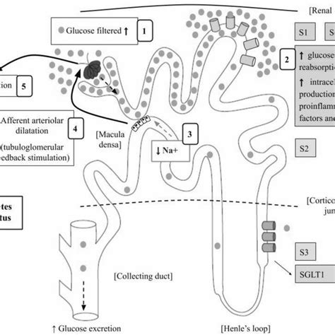 Glucose Filtration And Proximal Tubule Reabsorption In Healthy Setting