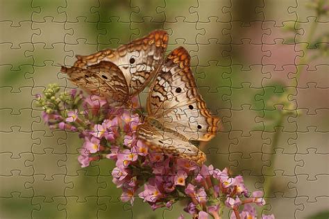 Free Butterfly Jigsaw Print And Make Your Own Jigsaw