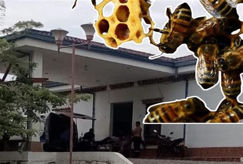 Un Hombre Fue Atacado Por Un Enjambre De Abejas Africanas Mientras