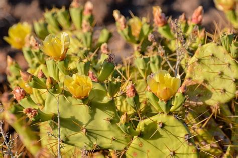 Premium Photo Green Prickly Pear Cactus Leaf In The Desert