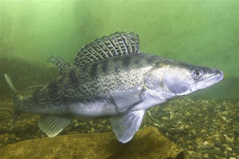 Zander vs. Walleye: Can You Tell the Difference? - USAngler