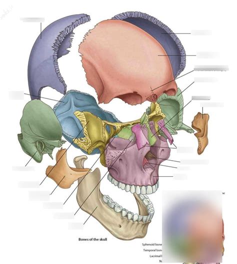 Ga Bones Of The Skull Pt Diagram Quizlet