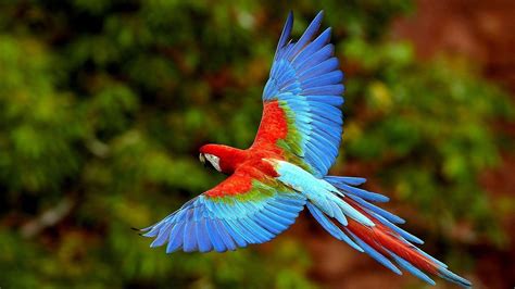 Parrot Wallpapers - Wallpaper Cave