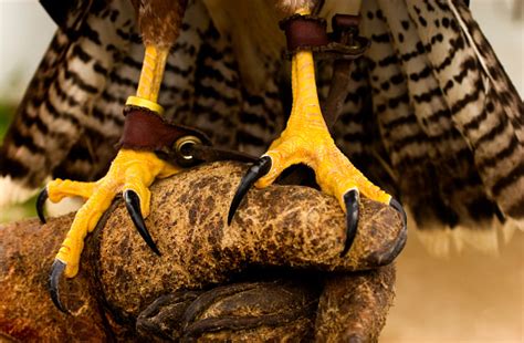 Claws Of Peregrine Falcon Stock Photo Download Image Now Istock