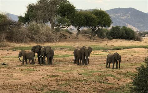 Ruaha National Park Sironka Tours Safaris Limited