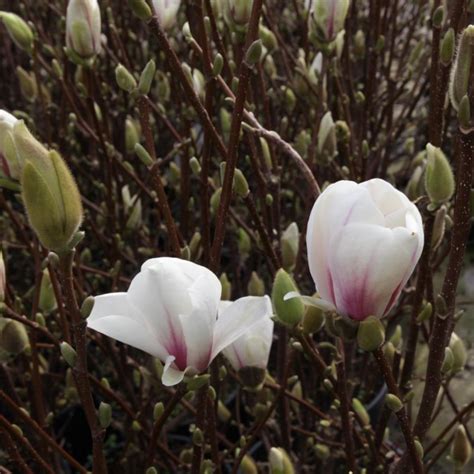 Magnolia x soulangeana 'Alba Superba' - Kaufen Sie Pflanzen bei Coolplants