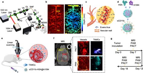 The Multi Wavelength Photoacoustic Molecular Imaging Approach For In