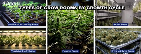 Comprehensive Guide To Grow Rooms Mastering Everything You Need For