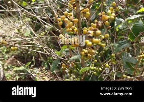 Hand Farmer Collecting Coffee Berries From A Coffee Plant Chiengrai