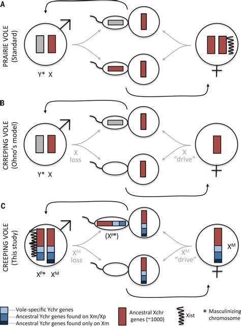 Sex Chromosome Transformation And The Origin Of A Male Specific X