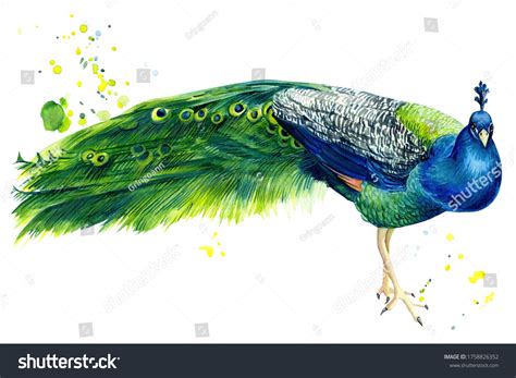 Peacock On Isolated White Background Beautiful Stock Illustration 1758826352