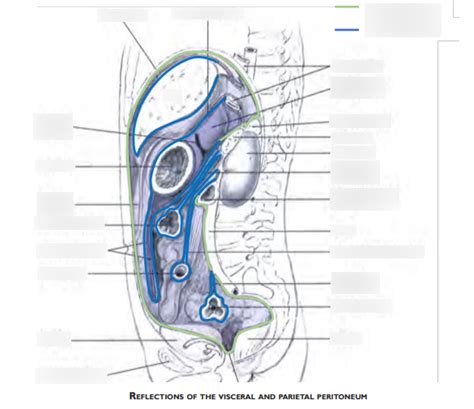 Reflections of the visceral and parietal peritoneum Diagram | Quizlet