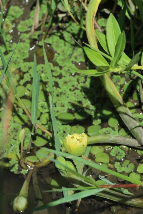 photo  genjer plant  latin   limnocharis flava stock photo