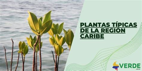 Plantas T Picas De La Regi N Caribe Colombia Verde