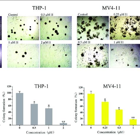 I1 Inhibited The Proliferation Of Molm 13 Thp 1 Mv4 11 And Sem