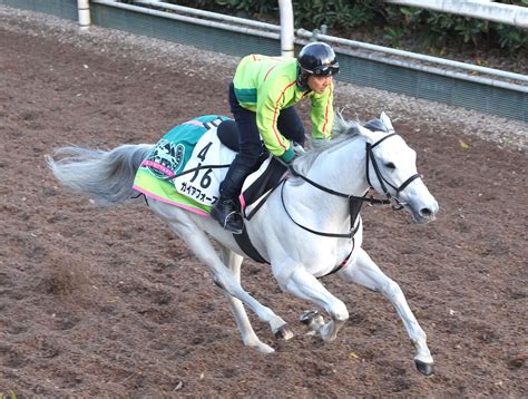 【チャレンジc】ハイレベルの天皇賞・秋で5着のガイアフォースは5枠6番 枠順決定 Umatoku 馬トク