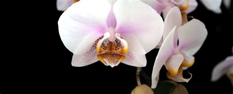 Comment faire refleurir votre orchidée astuces et techniques inédites