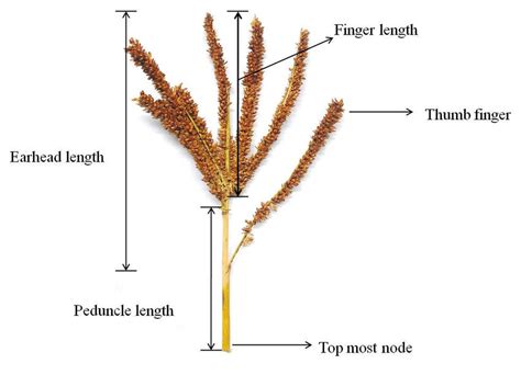 General description of the matured finger millet panicle. | Download Scientific Diagram