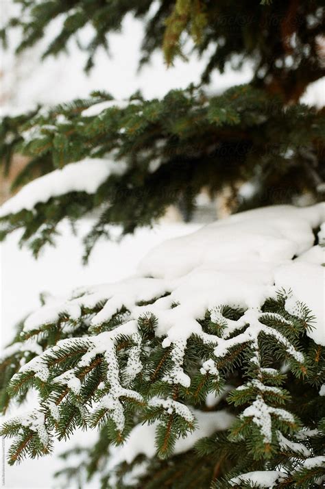 "Spruce Tree Covered With Snow" by Stocksy Contributor "Amor Burakova ...