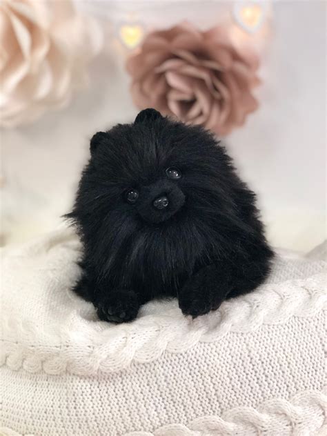 Pomeranian Boo Black - Pets Lovers