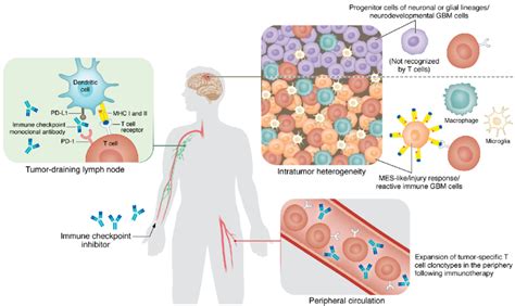 Dynamic Crosstalk Between Tumor And Immune Cells As A Potential